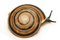 Pleurodonte marginella marginella semiadult